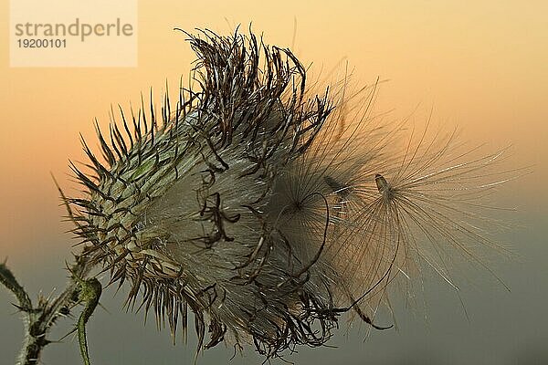 Samenstand der Kratzdistel (Cirsium) im Gegenlicht  Korbblütler  Strohauser Plate  Landkreis Wesermarsch  Niedersachsen