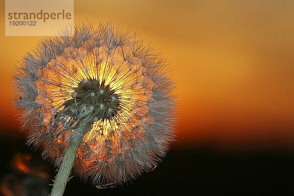 Gewöhnlicher Löwenzahn (Taraxacum)  Blüte im Samenstand im Gegenlicht  Heilpflanze  Korbblütler  Strohauser Plate  Landkreis Wesermarsch  Niedersachsen