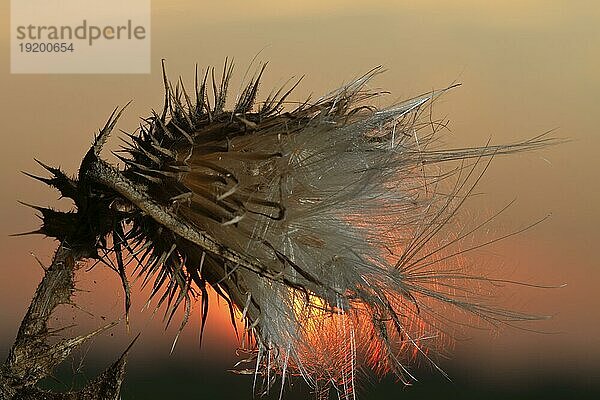 Samenstand der Kratzdistel (Cirsium) im Gegenlicht  Korbblütler  Strohauser Plate  Landkreis Wesermarsch  Niedersachsen