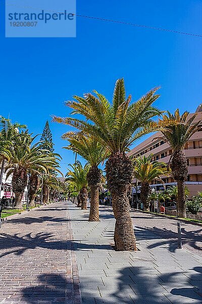 Promenade mit Palmen in Los Cristianos im Süden von Teneriffa  Kanarische Inseln