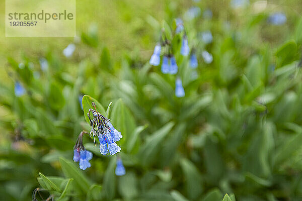 USA  Idaho  Hailey  Nahaufnahme blauer Wildblumen entlang des Carbonate Mountain Trail