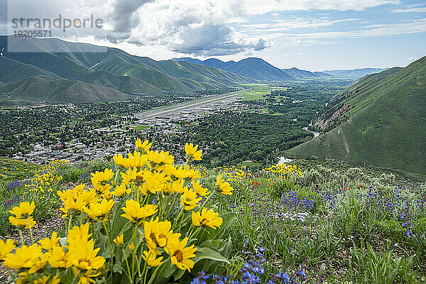 USA  Idaho  Hailey  malerische Landschaft mit Arrowleaf Balsamroot entlang des Carbonate Mountain Trail