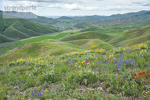 USA  Idaho  Hailey  malerische Landschaft mit Wildblumen entlang des Carbonate Mountain Trail