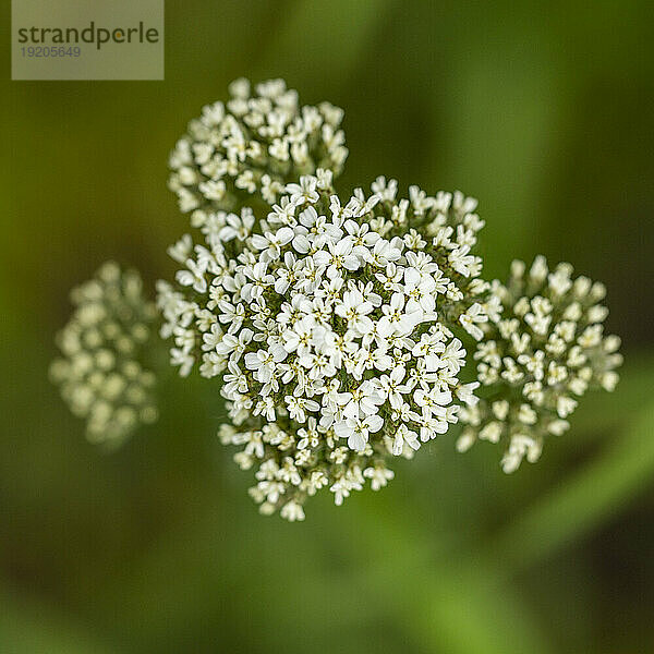 Nahaufnahme einer blühenden weißen Wildblume