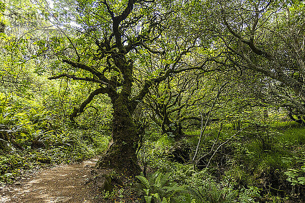 Baum neben Wanderweg