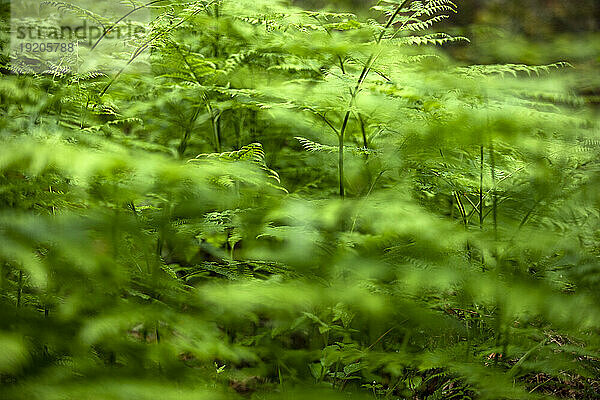 Nahaufnahme von Farnblättern im Wald