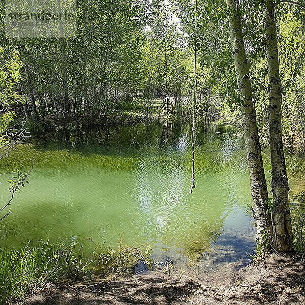 Seilschaukel hängt am Baum über dem Teich