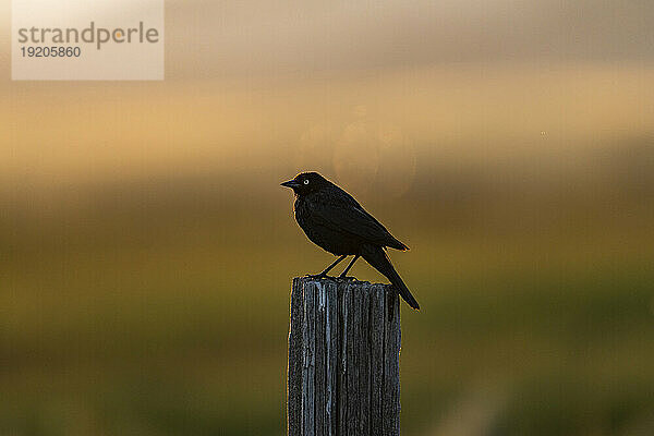 Amsel hockt bei Sonnenuntergang auf einem Holzpfosten