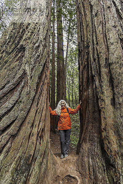 USA  Kalifornien  Stinson Beach  Seniorin berührt auf einer Wanderung große Mammutbäume
