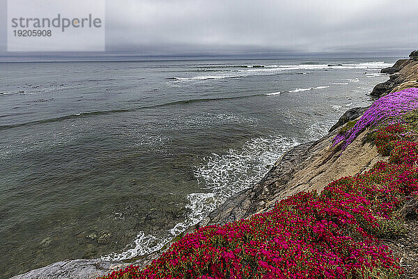 USA  Kalifornien  Santa Cruz  blühende Wildblumen an der felsigen Küste