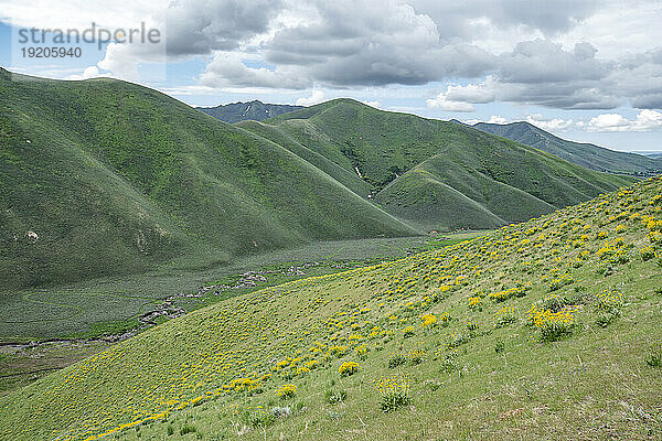 USA  Idaho  Hailey  malerische Landschaft mit Wildblumen entlang des Carbonate Mountain Trail