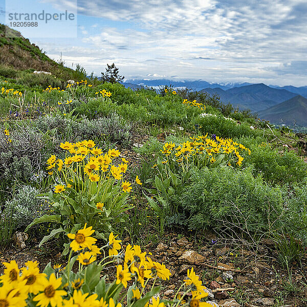 USA  Idaho  Hailey  Arrowleaf Balsamroot (Balsamorhiza sagittata) Wildblumen auf dem Carbonate Mountain