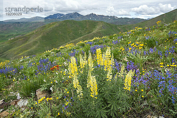 USA  Idaho  Hailey  malerische Landschaft mit Wildblumen entlang des Carbonate Mountain Trail