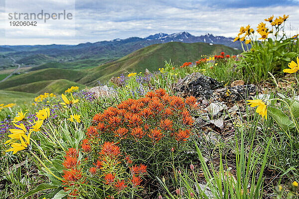 USA  Idaho  Hailey  Orange Indian Paintbrush (Castilleja) und gelbe Arrowleaf Balsamroot (Balsamorhiza sagittata) Wildblumen auf dem Carbonate Mountain