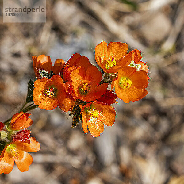 Nahaufnahme einer orangefarbenen Wildblume