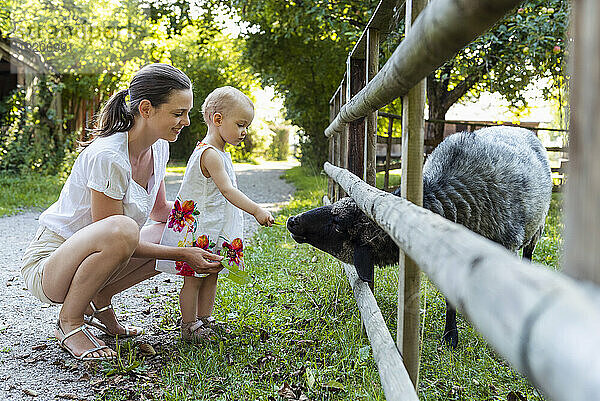 Mutter und kleine Tochter füttern ein Schaf hinter dem Zaun