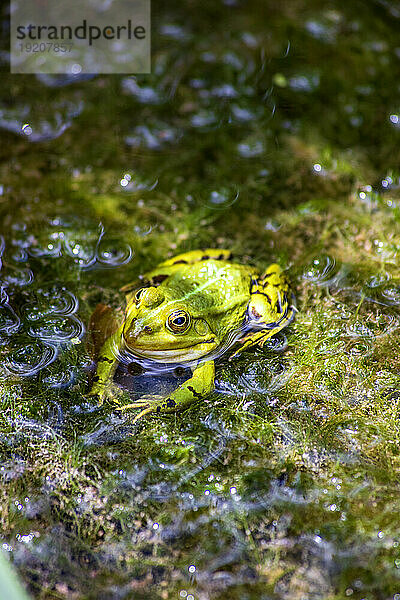 Porträt eines grünen Frosches  der im Teich sitzt