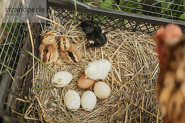 Hühner und Küken mit Eiern auf Heu in der Kiste