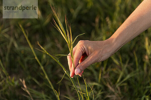 Hand einer Frau  die Gras auf der Wiese pflückt