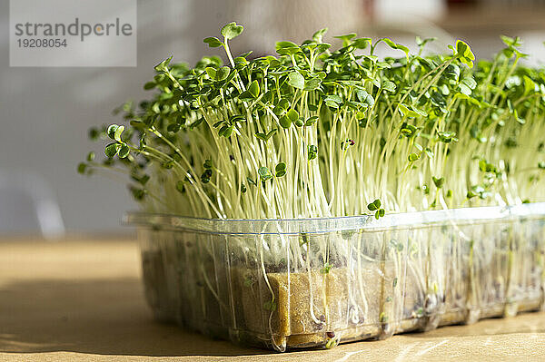 Behälter mit frischen Microgreens auf dem Tisch