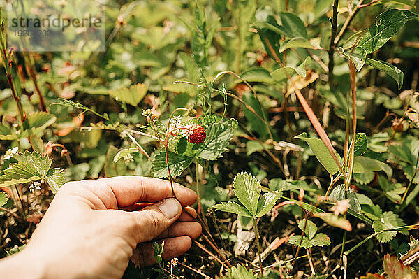 Hände eines Mannes  der Erdbeeren auf dem Bauernhof pflückt