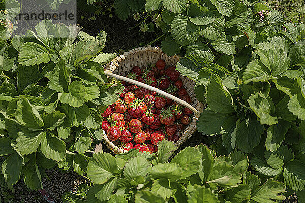 Reife Erdbeeren im Korb inmitten von Pflanzen
