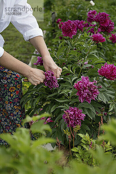 Hände einer Frau  die Blumen im Garten schneidet