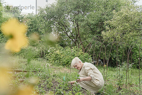 Reife Frau pflückt Thymian im Garten