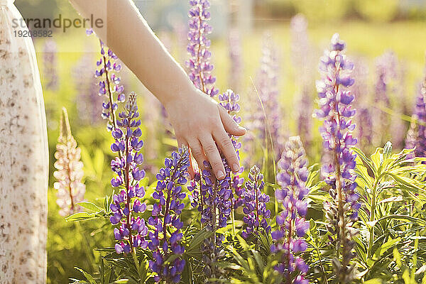 Hand einer Frau berührt lila Lupinenblüten auf dem Feld