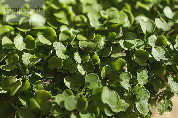 Frische grüne Blätter von Microgreens