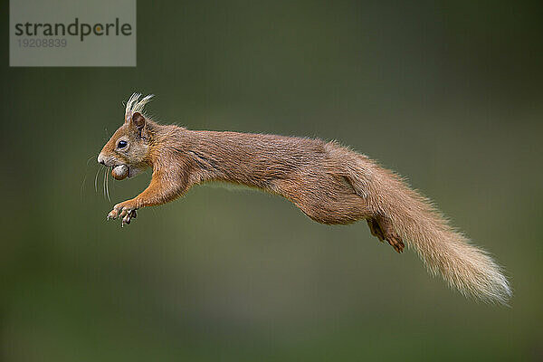 Eurasisches Rotes Eichhörnchen (Sciurus vulgaris) springt mit Nuss im Maul