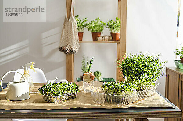 Microgreens arranged on table at home