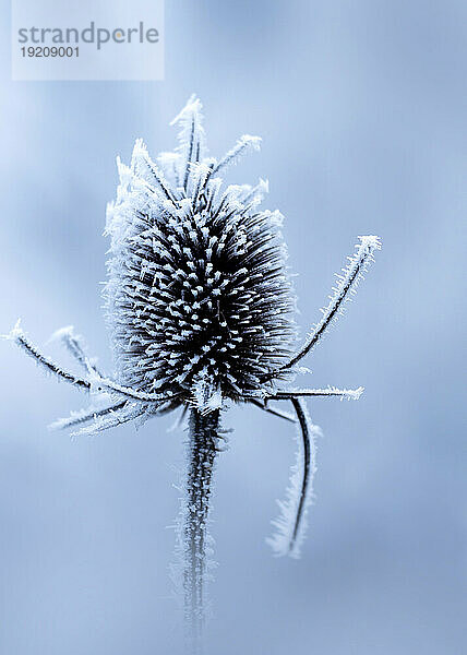 Kopf der frostbedeckten Karde im Winter