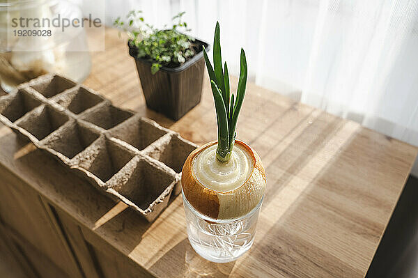 Green onion plant on table at home