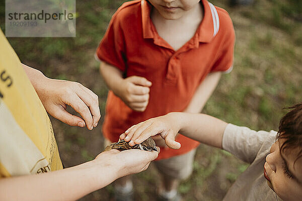 Hands of children touching sparrow in garden
