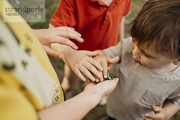 Children touching sparrow in garden