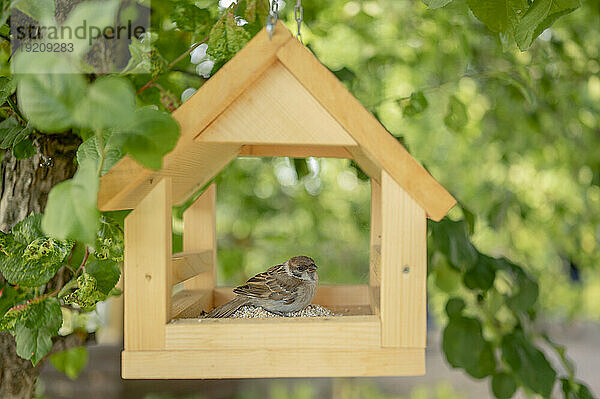 Spatz sitzt im Vogelhaus und hängt am Baum