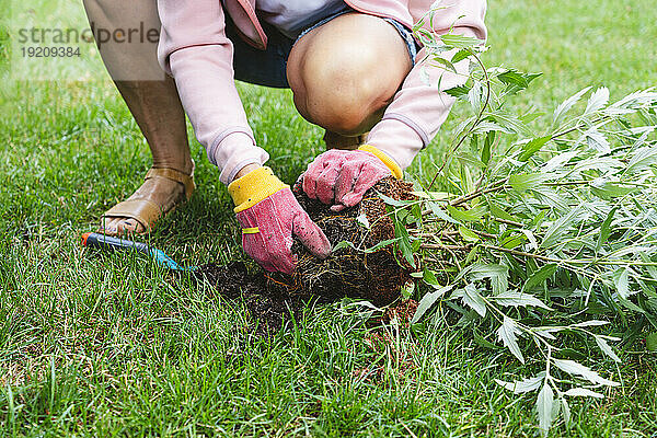 Reife Frau pflanzt Salbeipflanze im Garten