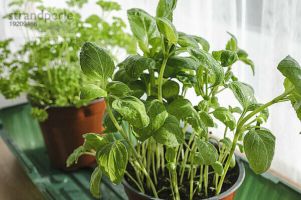 Fresh green leaves of basil plant at home