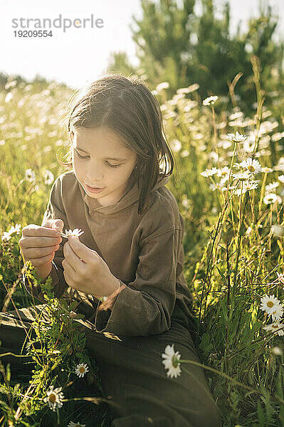 Boy examining daisy sitting in field