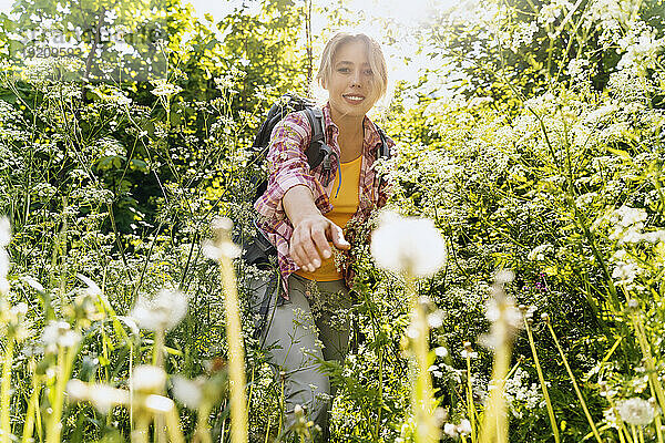 Lächelnde Frau mit Rucksack greift nach Blumen im Wald