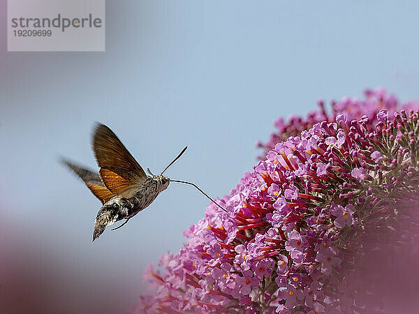 Kolibri-Schwärmer (Macroglossum stellatarum) fliegt auf rosa blühende Blumen zu