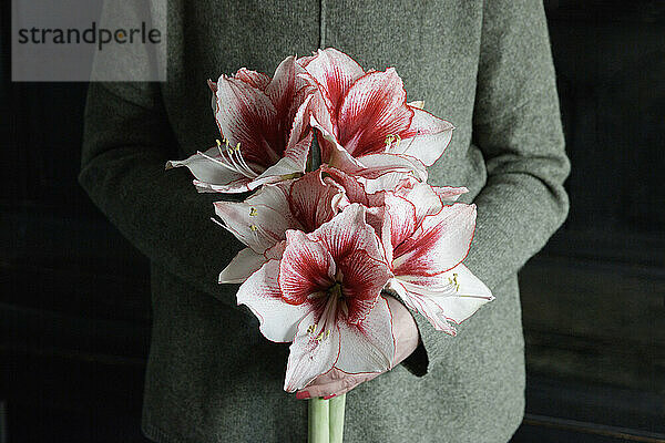 Midsection of woman holding bunch of blooming amaryllis flowers