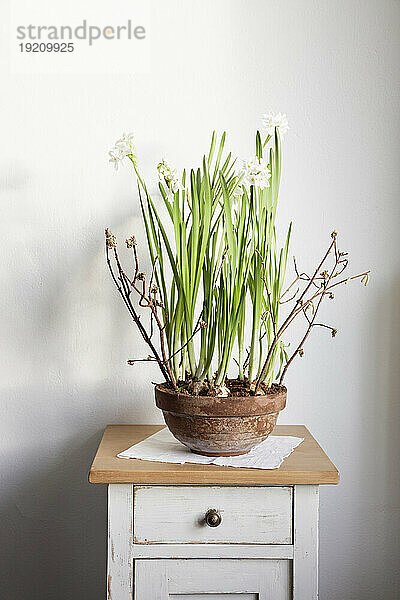 Papierweiße Narzissen (Narcissus papyraceus) im Topf auf dem Schrank stehend