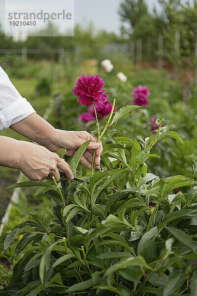 Hände einer Frau  die im Garten falsche Blumen schneidet