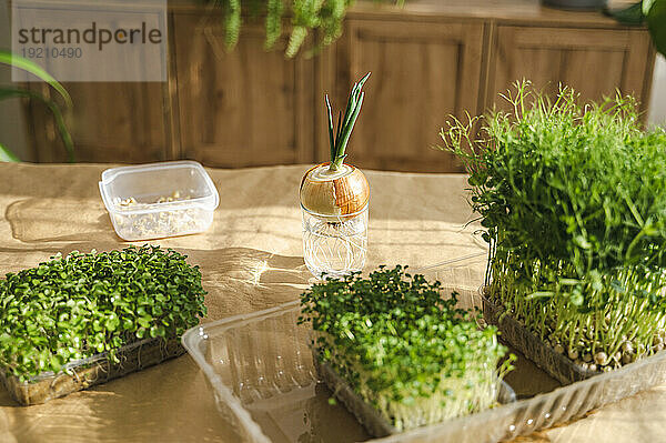 Verschiedene Microgreens auf dem Tisch an einem sonnigen Tag