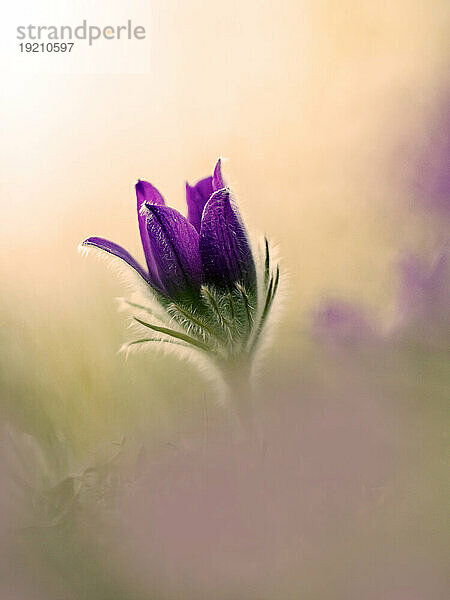 Kopf der blühenden Küchenschelle (Pulsatilla vulgaris)