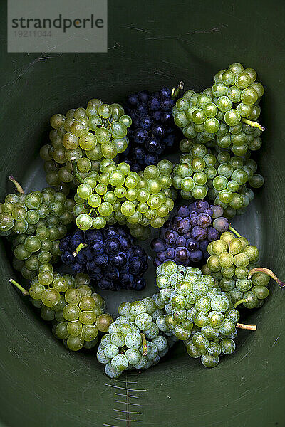 Verschiedene Sorten Weintrauben