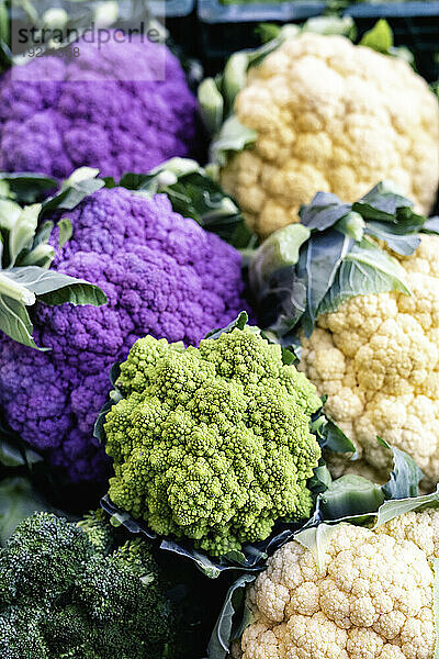 Weißer und violetter Blumenkohl  Brokkoli und Romanesco auf dem Markt