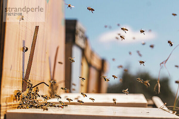 Honigbienen fliegen in der Nähe eines hölzernen Bienenstocks im Bienenhaus